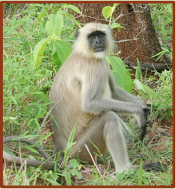 Common Langur